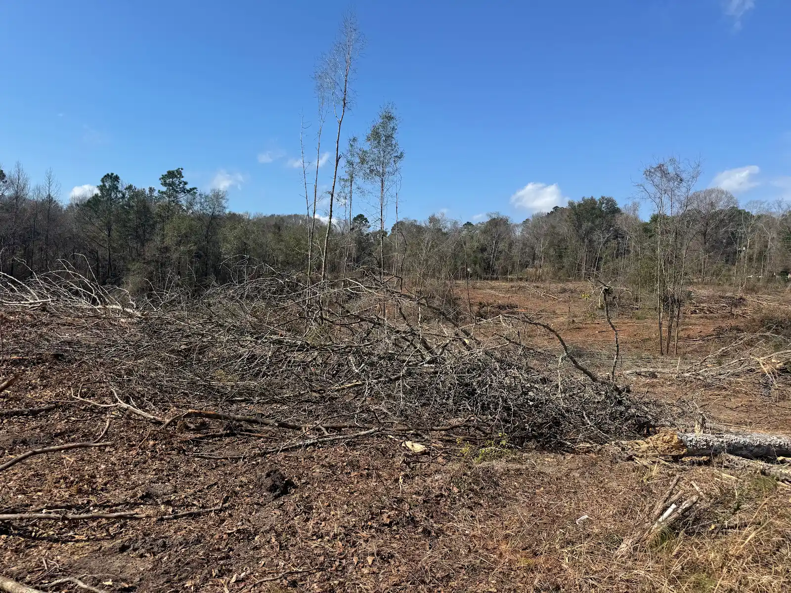 Timber and brush during clearing